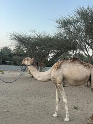 ناقه مدني للبيع بشكل عاجل