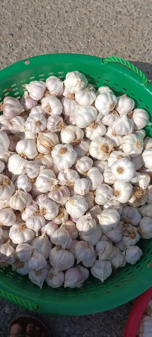 ثوم عماني اصلي