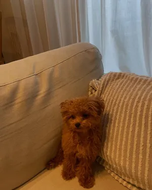 Poodle Puppy