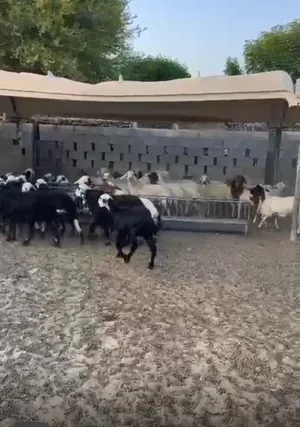 يعد نجد ونعيم