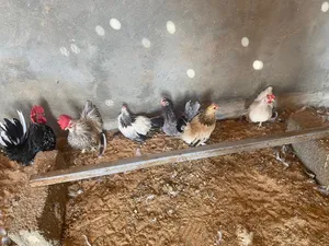 2 كوبيات كيني زحاف