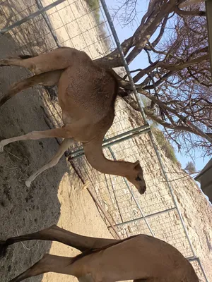 للبيع بكره تمص حليب تحت امها سعر لمطلوب 600 قابل رقم تواصل