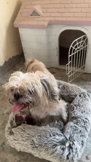 Maltese dog for sale كلب مالتيز للبيع