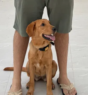Pure Golden Retriever – Trained by Coach Raad Musmar