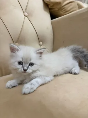 Ragdoll kittens.
