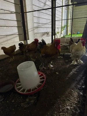 BRAHMA CHICKENS FOR SALE - BIG SIZE