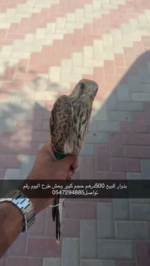 بذوار للبيع