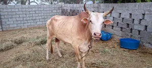 ثور عماني للبيع صحار