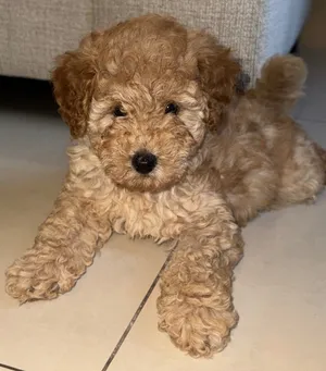 Fully vaccinated poodle for adoption