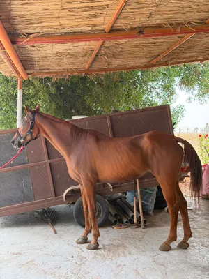 للبیع فرس مھجن