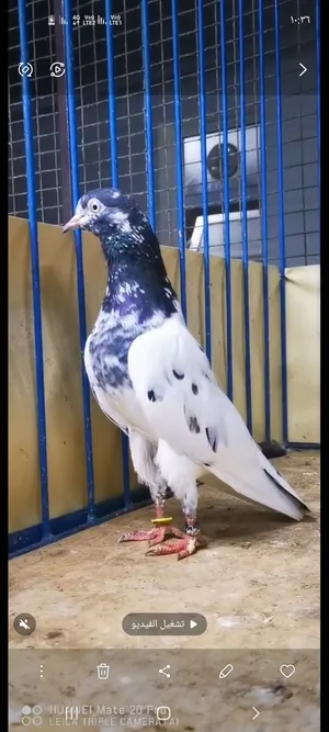 انثي تيدي 128 للبيع ب 20
