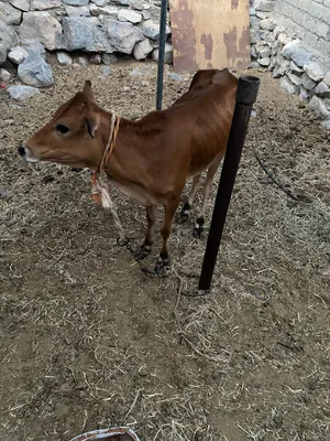 عجله طيبه تنفع حق الذبح وحق التربيه