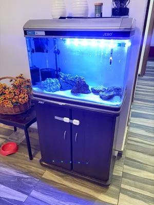 حوض سمك Fish Tank