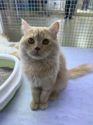 Cats for adoption.