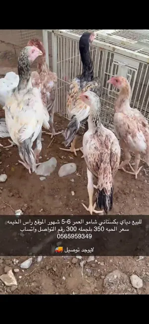 دجاج بكستاني شامو