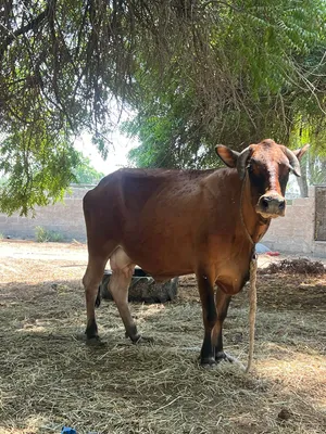 بقره حليب ماشالله معها عجل