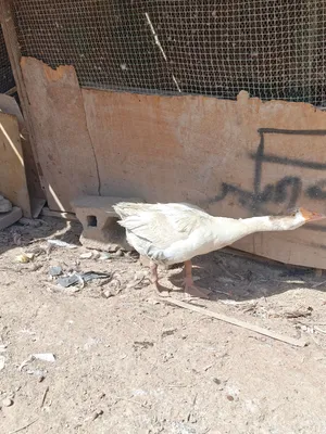 بــط عــربــي جــبـيـر ذكــر عـمره سنا ونص