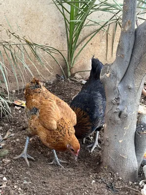 دجاج بلدي للبيع