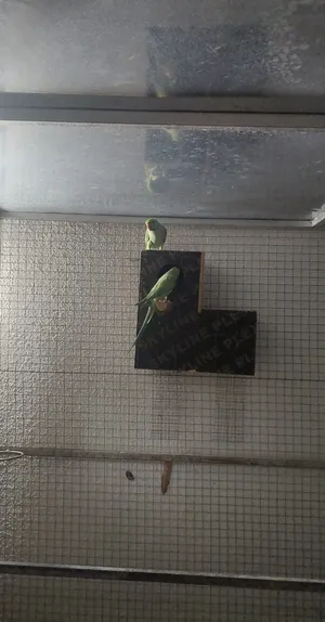 زوج ببغاء منتج