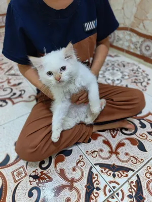 قطة هملايا عمر شهرين لعوبه سعره 50 معا الملحقات