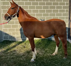 FOR SALE  BEAUTIFUL MARE