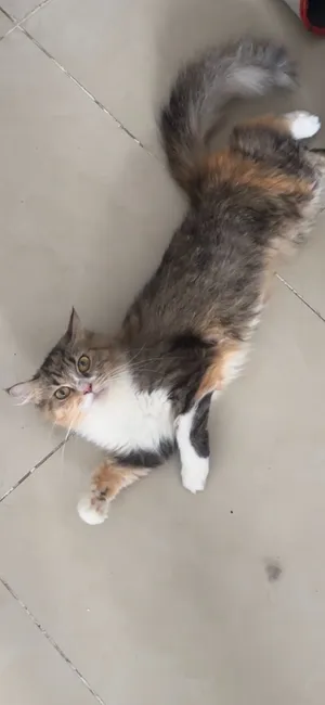 Domestic cat