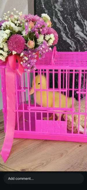 بطه عمرها 9 ايام