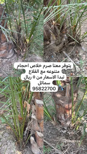 صرم خلاص وخنيزي