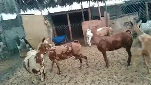 صلاليات للبيع