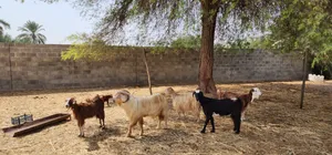 للبيع حلال 6 روس