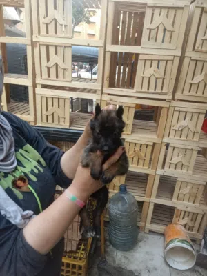 جراوي مالينو عمر 35يوم