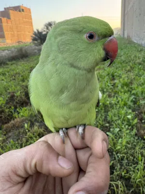 بغبغان دره هندي مدرب و متكلم