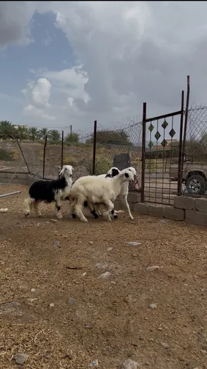 كبشان نجديات حق فحول وشي مخصاي حق ذباح