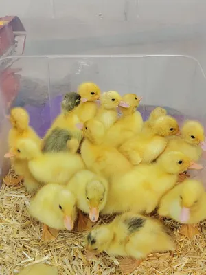 صوص البط الأصفر
