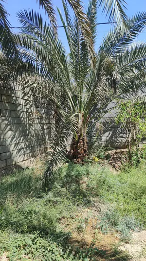 نخله حلاويه في ابي الخصيب السعر 75 الف  ورطبتها ماشاء الله