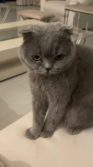 Scottish fold