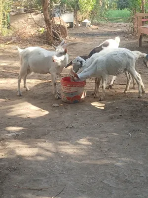 3ماعز فرنسوي