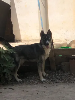 هاسكي فيمالا