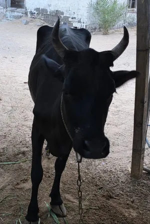 بقرة نمساوية