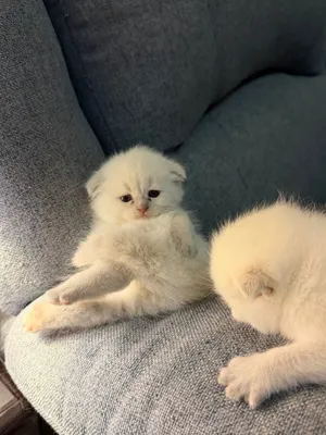 Scottish fold kitten