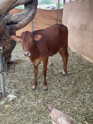 أبقار للبيع