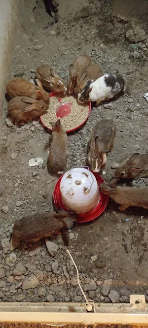 أرانب للبيع ذكور فقط