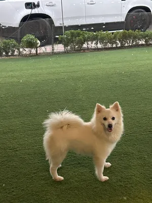 Japanease spitz ( انثى)