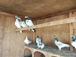 Many Varieties pigeon