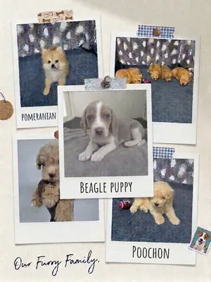 45 days of pure fluff.  puppies just joined the family. Any name suggestions? #