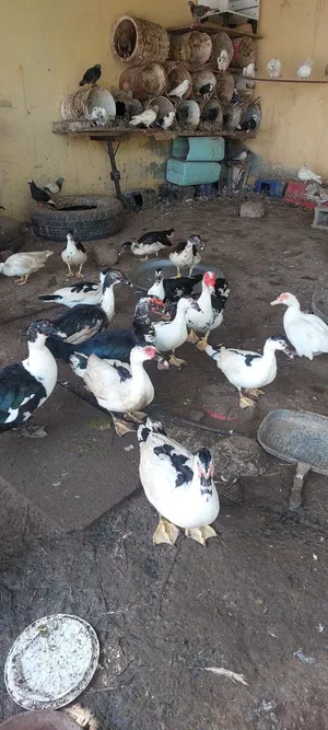 للبيع بط كبار