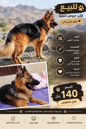 للبيع جيرمن شيبرد كلب جيرمن بمظهر جميل