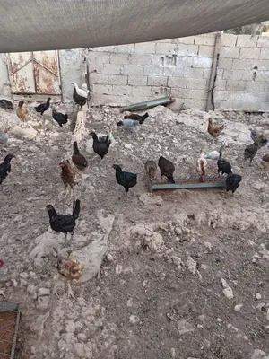 دجاج بلدي بياض نخب