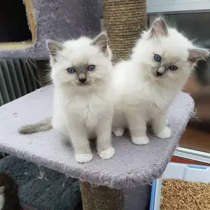 Beautiful Ragdoll Kittens for Loving Homes