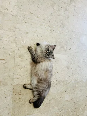 قطه راغدول منتجة